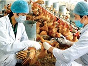 Một sức khỏe: Điều kiện cần để ngăn ngừa dịch bệnh