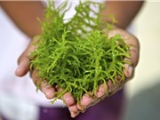 Quy trình sản xuất chế phẩm điều hòa sinh trưởng từ rong sụn