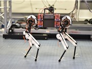 Chú chó robot tự học cách đi chỉ trong một tiếng đồng hồ