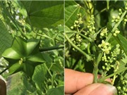 Thử nghiệm trồng cây sacha inchi ở TPHCM