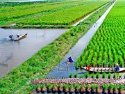 Cánh đồng ven biển có thể là điểm nóng tích tụ asen trong lúa