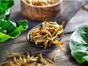 Côn trùng có thể tạo hương vị thịt cho thực phẩm