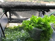 Israel phát triển rong biển thành siêu thực phẩm
