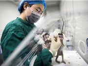 Trung Quốc đặt cược lớn vào nghiên cứu não bộ