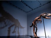 Đấu giá bộ xương hoàn chỉnh của khủng long Gorgosaurus