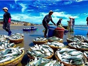 Đẩy mạnh ứng dụng KH&CN để khai thác thủy sản bền vững giai đoạn 2022-2025