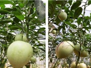 Quy trình trồng dưa pepino trong nhà màng 