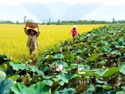 Xác định các mô hình sinh kế phù hợp và bền vững nhất ở 3 tiểu vùng thuộc ĐBSCL