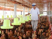 Ngừng dùng kháng sinh phòng bệnh trên vật nuôi