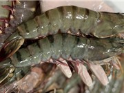 Nghiên cứu hệ gene giúp nâng cao chất lượng giống tôm sú