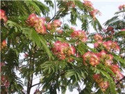 Cây hợp hoan họ Đậu có mặt tại Việt Nam từ Thế Miocene