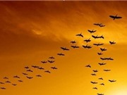 Pháo hoa gây ảnh hưởng lâu dài tới các loài chim hoang dã