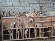Buôn bán da lừa làm tăng nguy cơ mất an toàn sinh học 