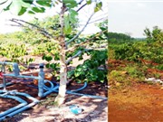 Trung tâm Ứng dụng tiến bộ KH&CN địa phương: Hàng ngàn hợp đồng tư vấn, chuyển giao công nghệ mỗi năm