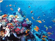 Hoạt động của con người đe dọa hàng chục nghìn loài sinh vật biển