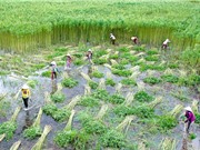 Câu chuyện màu xanh
