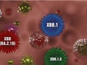 Biến thể coronavirus XBB.1.5 có phải mối nguy toàn cầu?