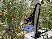 Robot thu hoạch hoa quả trong nhà kính
