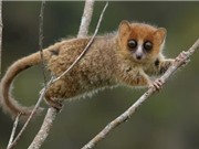 Quần thể động vật hoang dã độc đáo của Madagascar đứng trước làn sóng tuyệt chủng