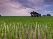 Gạo biến đổi gene góp phần giải quyết tình trạng thiếu lương thực do biến đổi khí hậu