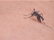Thiết bị đuổi muỗi có kích thước nhỏ