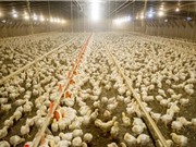 Sử dụng kháng sinh trong nông nghiệp toàn cầu tiếp tục tăng