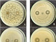 Màng cellulose vi khuẩn trị bỏng dạng khô
