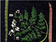 Điều trị bệnh gút từ nguồn dược liệu phổ biến tại Việt Nam 