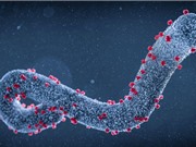 Guinea Xích đạo xác nhận đợt bùng phát virus Marburg đầu tiên
