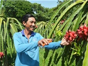 Bảo hộ giống thanh long LĐ1: Đảm bảo cân bằng lợi ích giữa các bên