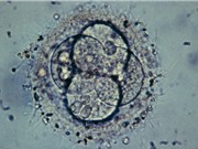 Công nghệ CRISPR tiến triển ra sao sau vụ bê bối em bé chỉnh sửa gen