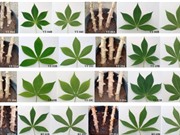 Xác định gen kháng bệnh khảm lá ở cây khoai mì bằng chỉ thị phân tử