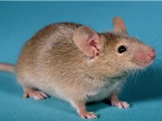 Tạo ra chuột con từ hai chuột đực