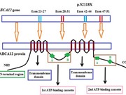 Phát hiện gen đột biến mới gây bệnh da vảy cá tại Việt Nam