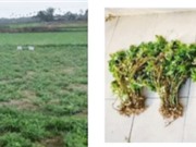 Hai chế phẩm sinh học mới giúp cải tạo đất nông nghiệp 