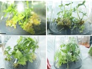 Nhân giống vô tính dược liệu quý Tam thất hoang