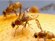 Ô nhiễm không khí cản trở giao phối của ruồi giấm