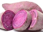 Vĩnh Long: Chiết xuất cao và bột chứa Anthocyanin từ khoai lang tím 