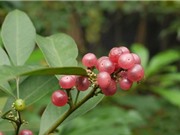 Chế phẩm hỗ trợ phòng ngừa và điều trị ung thư từ cây cơm rượu trái hẹp