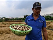 Hoạt động canh tác lúa vùng ĐBSCL: Nỗ lực giảm thiểu khí methane