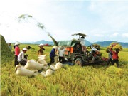 Rủi ro tài chính ảnh hưởng đến các hộ nông dân nghèo hơn cả hạn hán