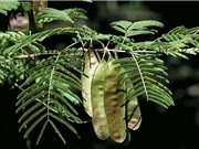 Đa dạng sinh học của cây Sống rắn ở đồng bằng sông Hồng