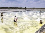 Dây chuyền sản xuất muối tinh cho huyện Cần Giờ