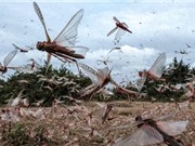 Kiểm soát châu chấu: Dĩ độc trị độc