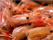 Lần đầu tiên dùng nấm men thu hồi chitin từ vỏ tôm