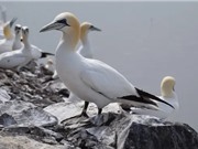 Mống mắt chim ó biển chuyển màu sau khi khỏi cúm gia cầm