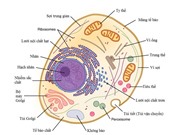 Phát hiện bào quan mới bên trong tế bào động vật