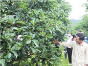 Ứng dụng công nghệ nano trong canh tác cây bơ tại Đắk Nông