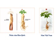 Hàn Quốc chia sẻ kinh nghiệm phát triển ngành công nghiệp nhân sâm hùng mạnh