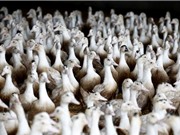 Mỹ lần đầu tiêm phòng cho cả chim để chống cúm gia cầm